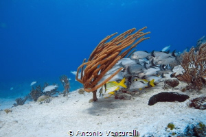 Jardines reef dive, Playa del Carmen by Antonio Venturelli 